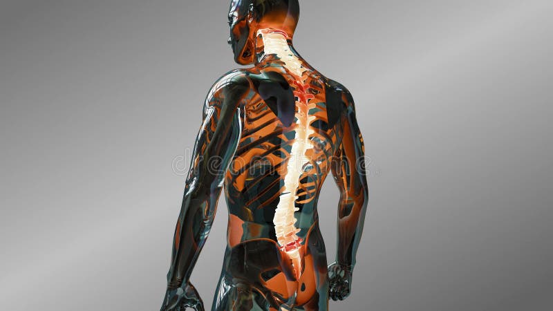 Animación humana de la anatomía que muestra los discos espinales masculinos Exploración vertebral del disco del sistema esqueléti libre illustration