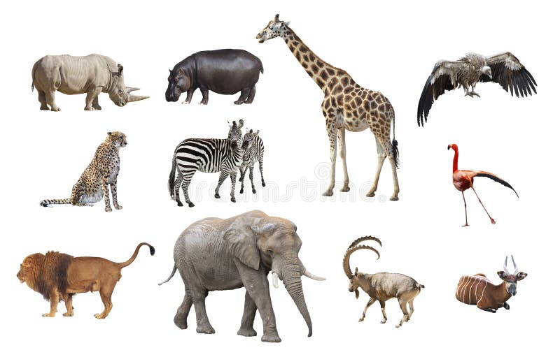 Animais africanos isolados em um fundo branco imagem de stock royalty free Animais africanos isolados em um fundo branco imagem de stock royalty free