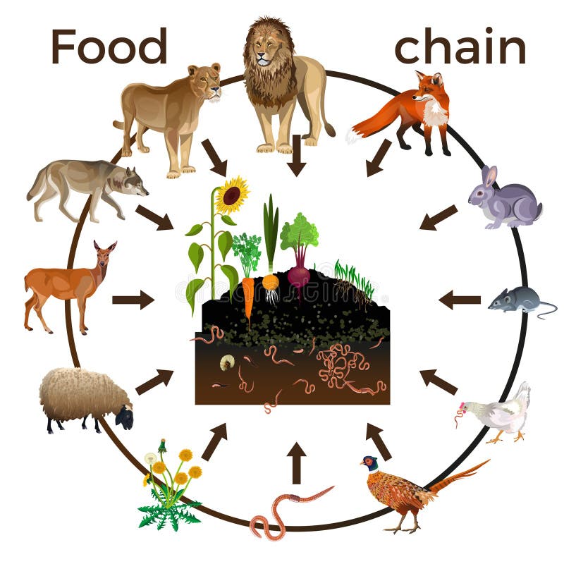 Ciclo De Vida Da Planta Ilustra o Do Vetor Ilustra o De Elemento ciclo-de-vida-da-planta-ilustra-o-do-vetor-ilustra-o-de-elemento