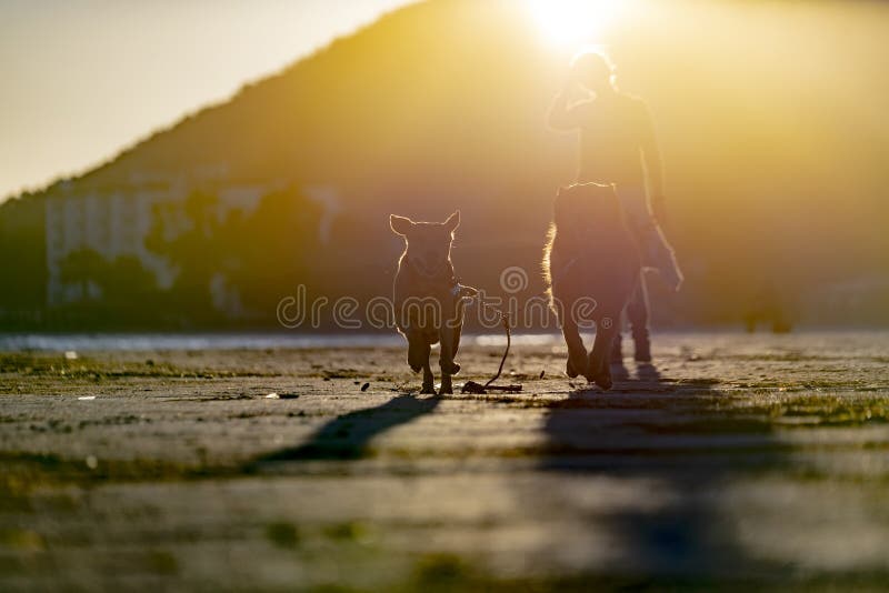 animais de animal de estimação, cães fotografia de stock animais de animal de estimação, cães fotografia de stock