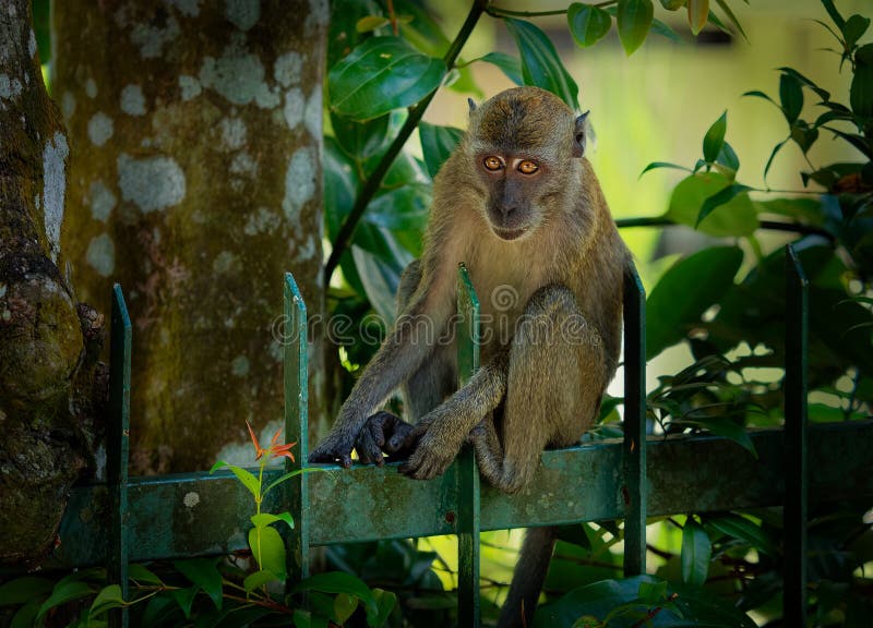 Fotos: Malaio leva macacos de estimação para jantar - 30/04/2015