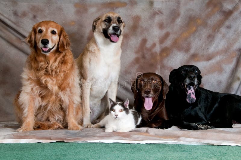 Artistic studio portrait of four assertive posed dogs and a cat posed against a grunge Painter's tarp background. Artistic studio portrait of four assertive posed dogs and a cat posed against a grunge Painter's tarp background.