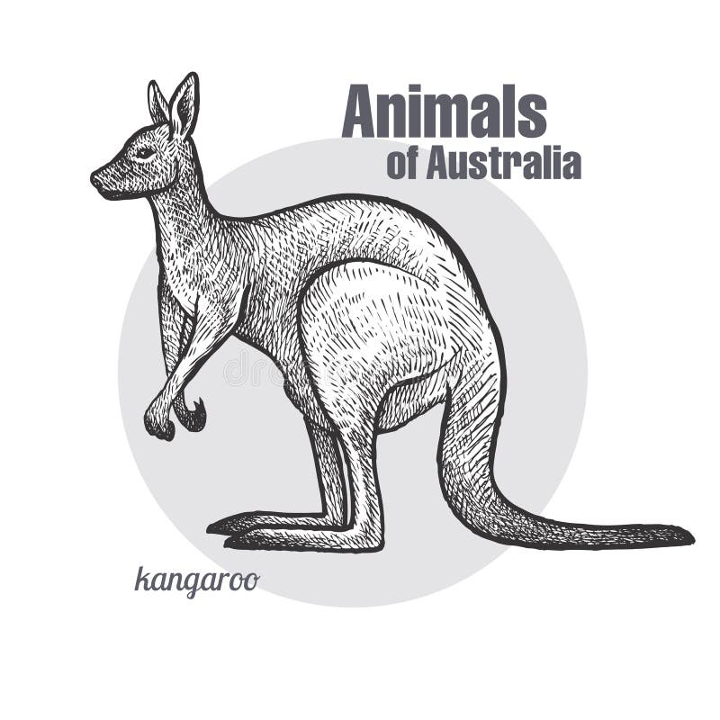 Animais do canguru de Austrália ilustração royalty free Animais do canguru de Austrália ilustração royalty free