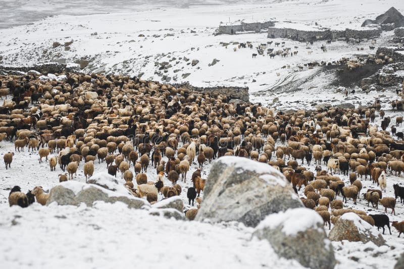 Animais que retornam da pastagem nas áreas de montanhas altas de Karakoram imagens de stock royalty free Animais que retornam da pastagem nas áreas de montanhas altas de Karakoram imagens de stock royalty free