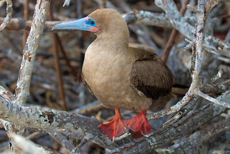 A Red Footed Booby on the Galapagos Islands sits in the wooden branch. A Red Footed Booby on the Galapagos Islands sits in the wooden branch