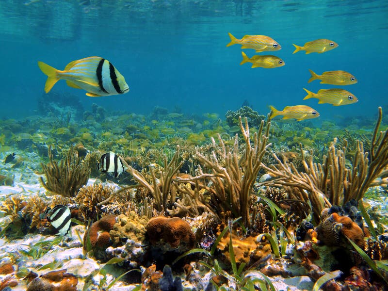 Coral reef with colorful tropical fish and water surface, Caribbean sea. Coral reef with colorful tropical fish and water surface, Caribbean sea