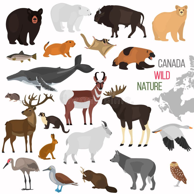 Animais selvagens dos ícones lisos da cor de Canadá ajustados ilustração do vetor Animais selvagens dos ícones lisos da cor de Canadá ajustados ilustração do vetor