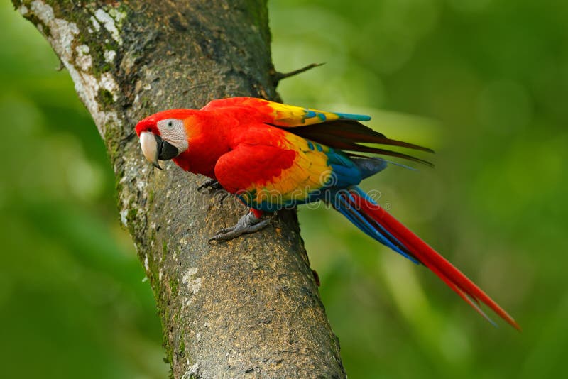 Animais selvagens em Costa Rica Repita mecanicamente o escarlate da arara, aros macao, na floresta tropical verde, Costa Rica, ce