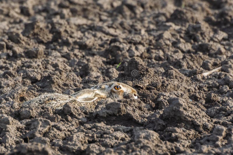 Animais selvagens europeus Lebre - europaeus do Lepus imagens de stock Animais selvagens europeus Lebre - europaeus do Lepus imagens de stock