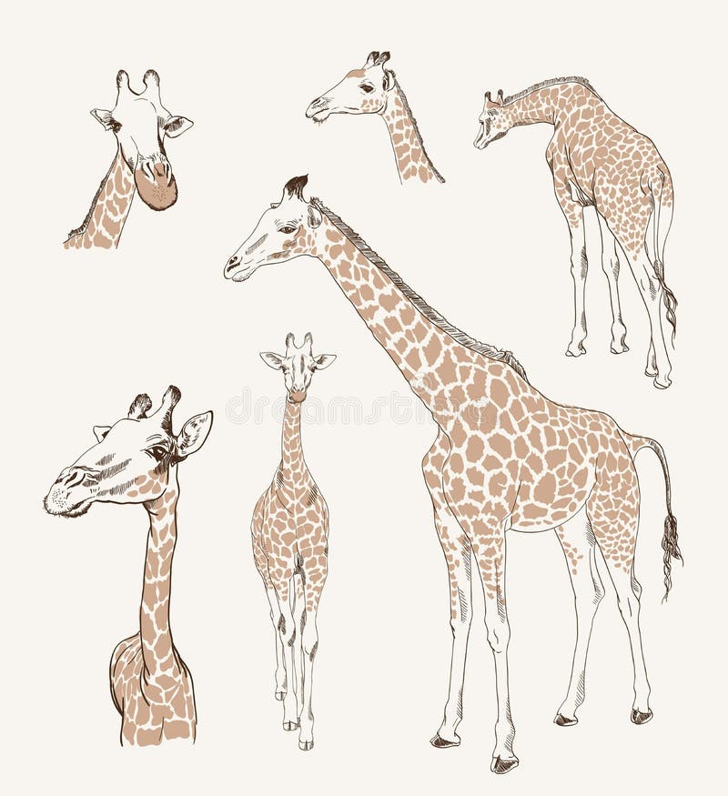 Dois Animais Girafa E Leão Jogando Xadrez Ilustração Stock - Ilustração de  oponente, arte: 275164655