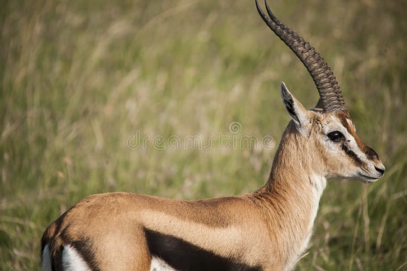 Animal photo stock Animal photo stock