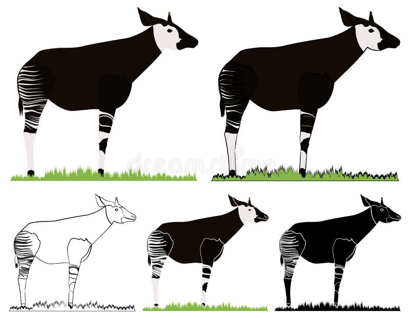 Animal Africano Okapi Frente Al Frente Ilustración del Vector - Ilustración  de conejo, contorno: 186307709