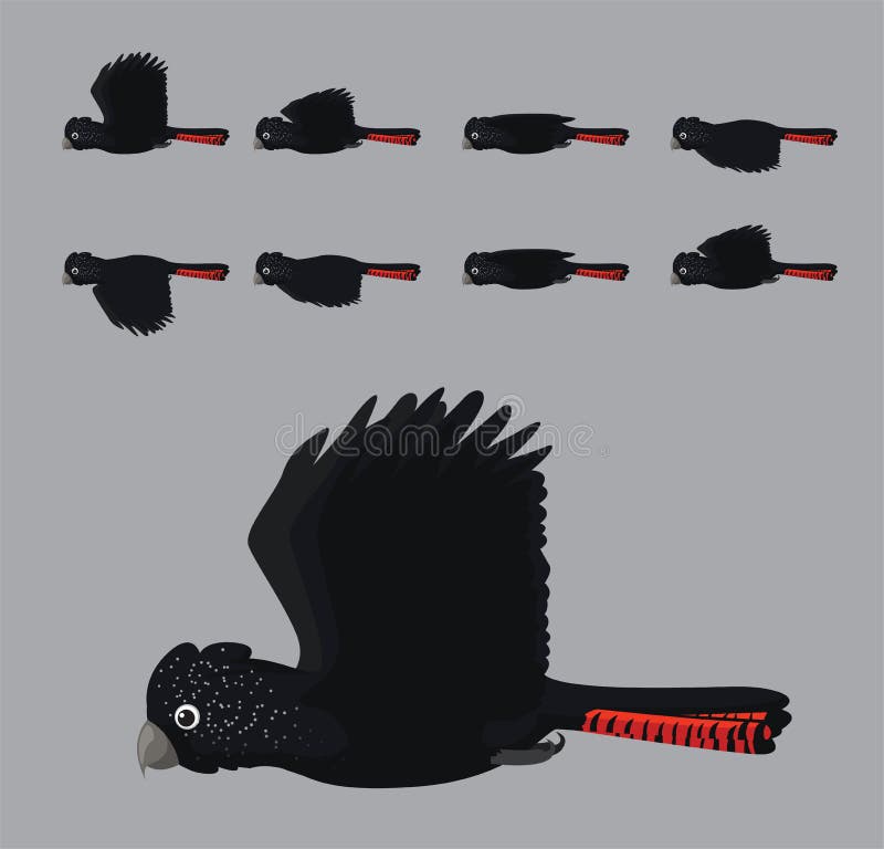 RedTailed Black Cockatoo Flying Animation Sequence Cartoon Vector