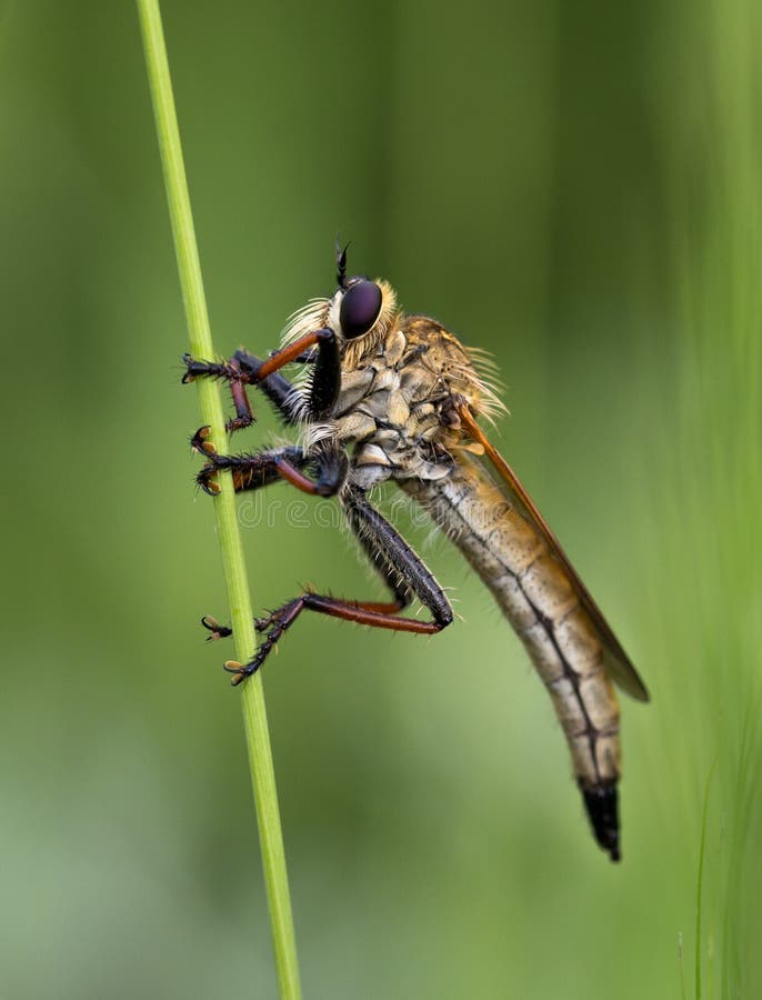 Animal, Photography, Antenna Picture. Image 109902850