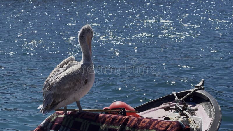 Pelican on a Fishing Boat stock footage. Video of brown - 297072574