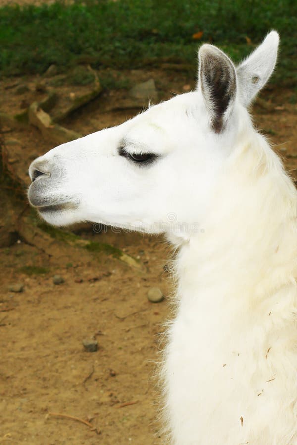 Animal blanco stock de ilustración. Ilustración de piel - 9115663