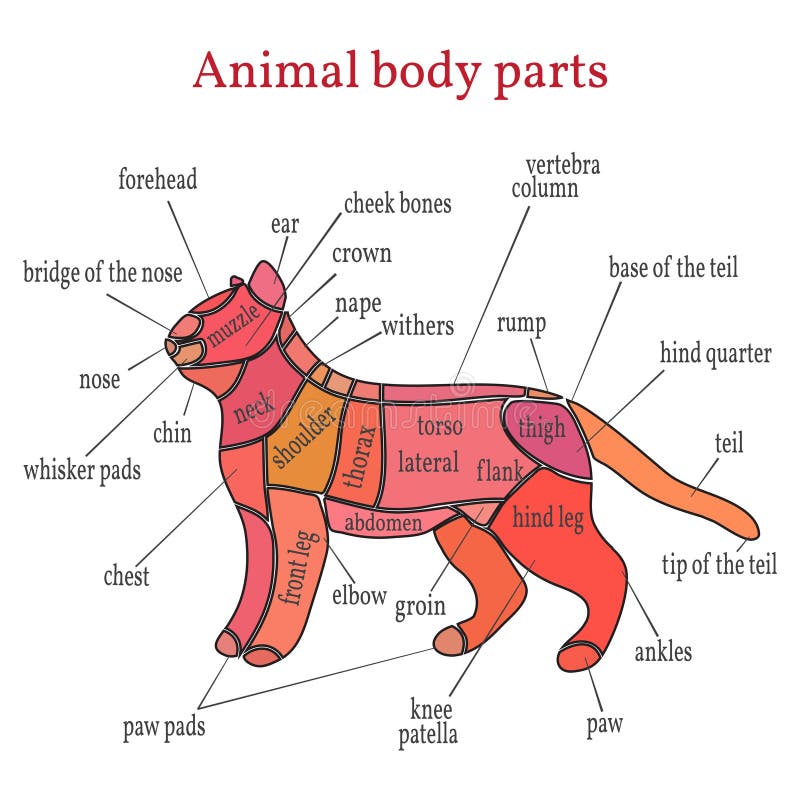 Animal Body Parts And Functions