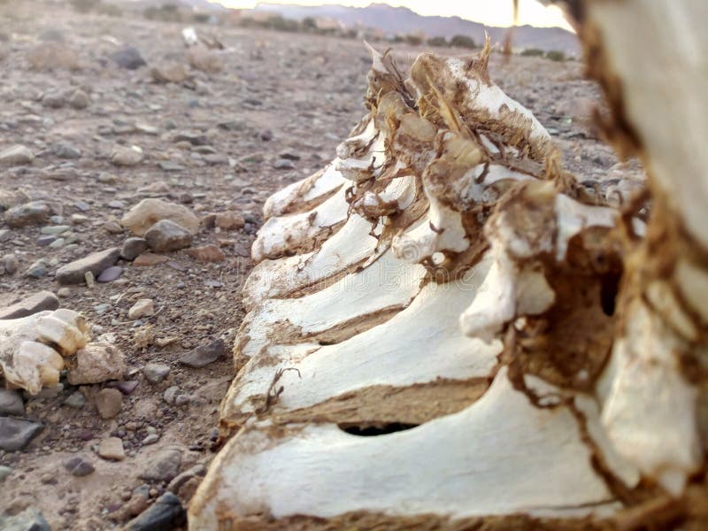 Animal jaw bone stock photo. Image of ancient, stone 28035074