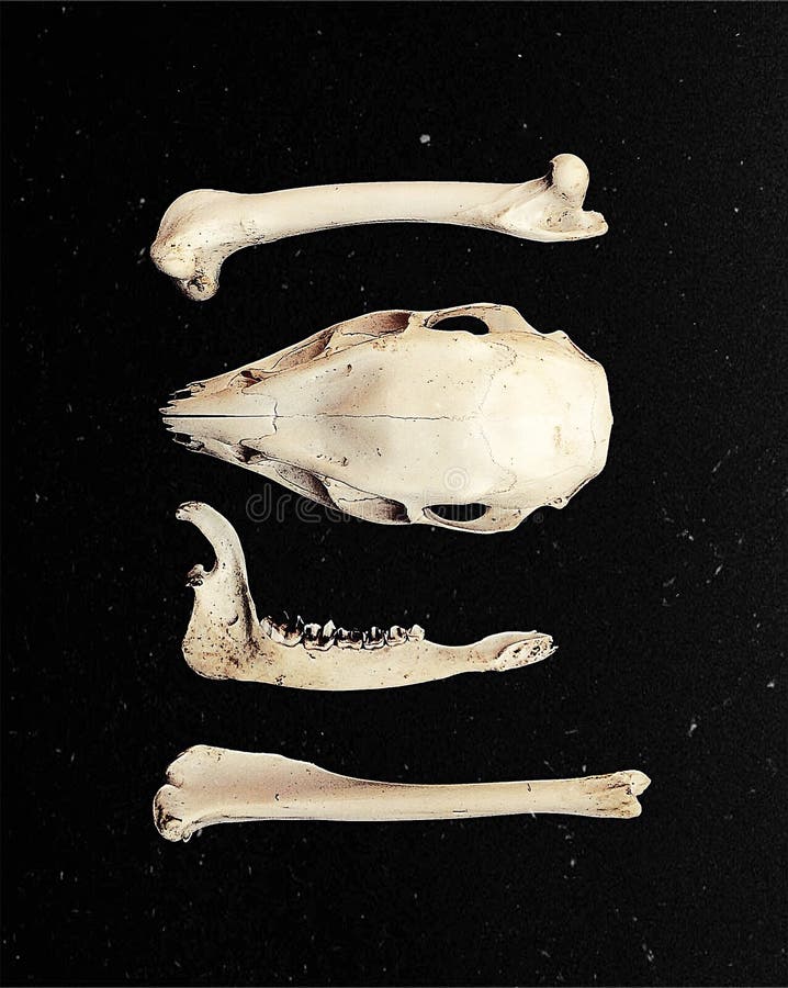Animal bones stock image. Image of dark, bone, light 71111359