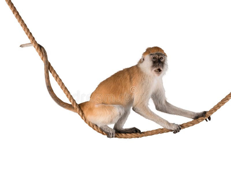 Animal bonito do macaco isolado no fundo branco foto de stock royalty free Animal bonito do macaco isolado no fundo branco foto de stock royalty free