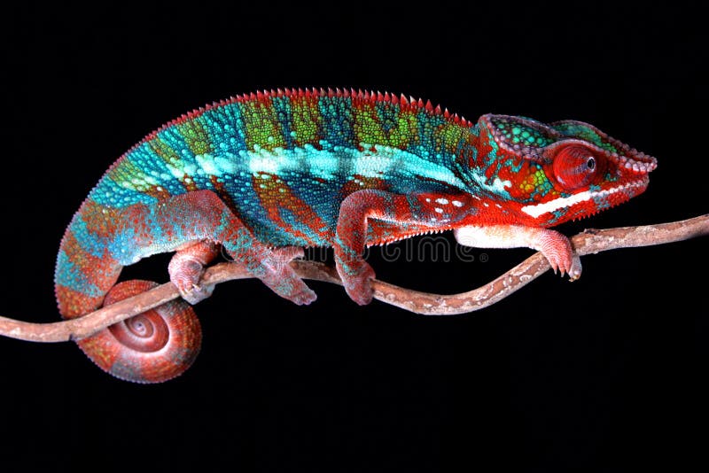 Animal bull chameleon chameleons colorful exotic male panther pet pets reptile reptiles stock photography Animal bull chameleon chameleons colorful exotic male panther pet pets reptile reptiles stock photography