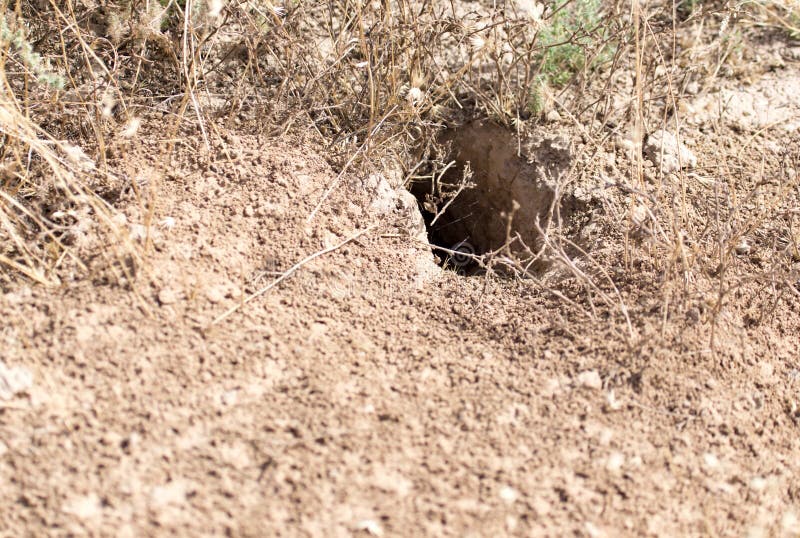 Animal Burrow in the Snow stock image. Image of january 231413809