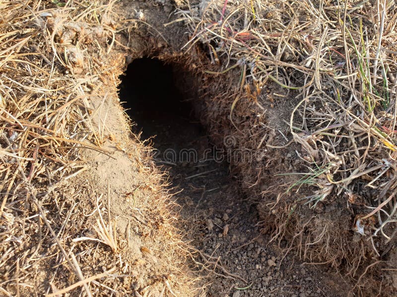 Animal Burrow in the Ground in a Field Stock Photo Image of field