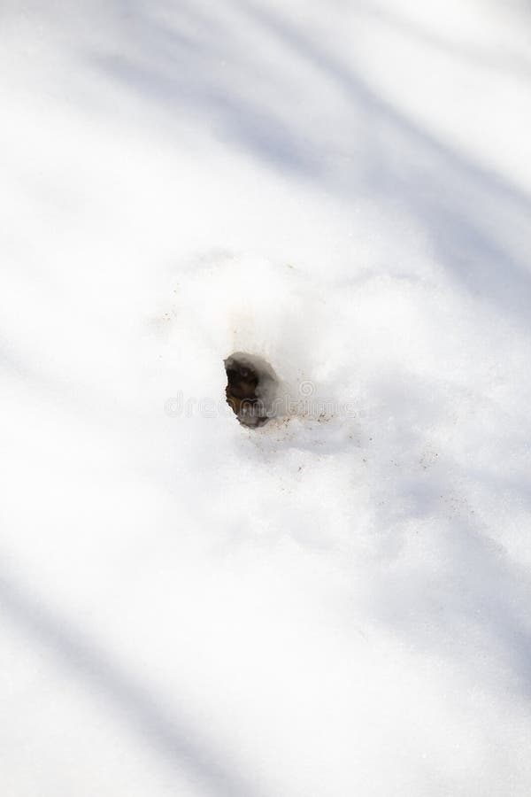 Animal Burrow in the Snow stock image. Image of january 231413809