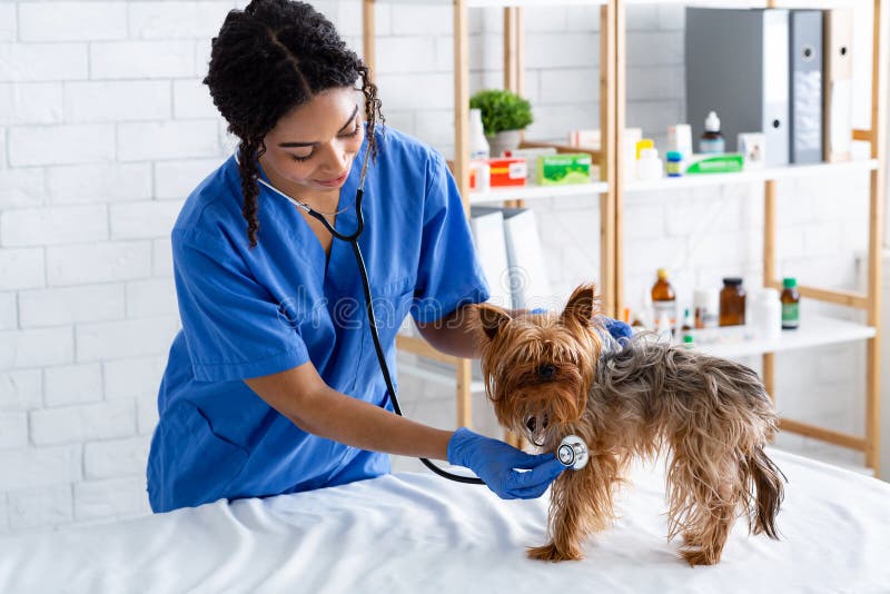 Animal cardiology concept. African American veterinarian doc checking little dog`s heart rate with stethoscope in clinic