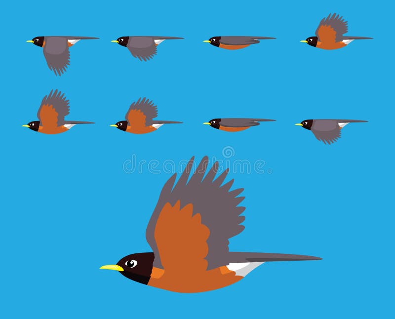 Bird American Robin Flying Cartoon Vector Animation Frame Stock Vector -  Illustration of sequence, robin: 161495366