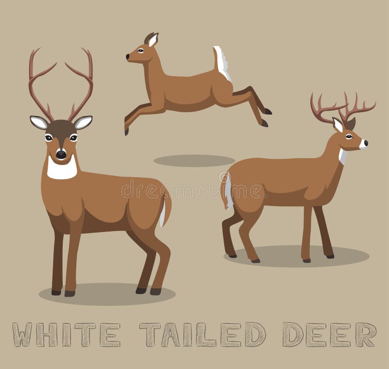 Deer White-tailed Cartoon Vector Illustration Stock Vector