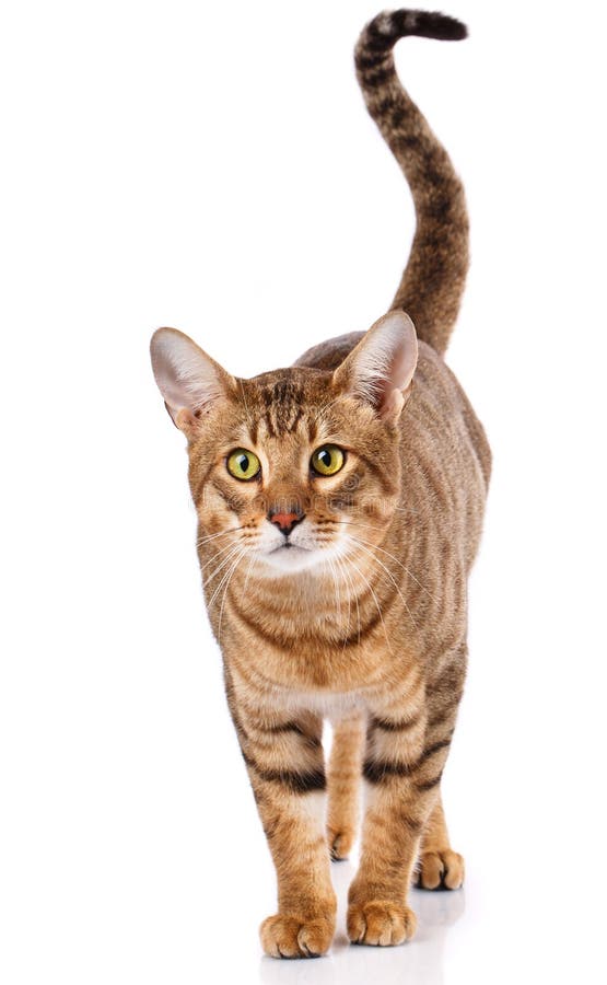 Animal, Cat, Concept - Serengeti Cat on a White Stock Photo Image of looking, purebred: 114580174