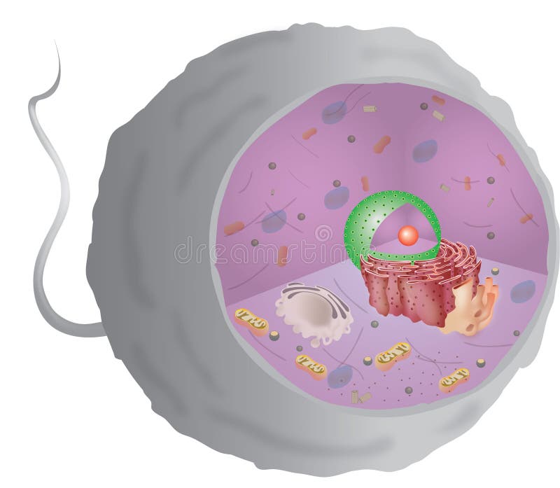 Animal cell stock illustration. Illustration of microscopic - 1024496 Animal cell stock illustration. Illustration of microscopic - 1024496