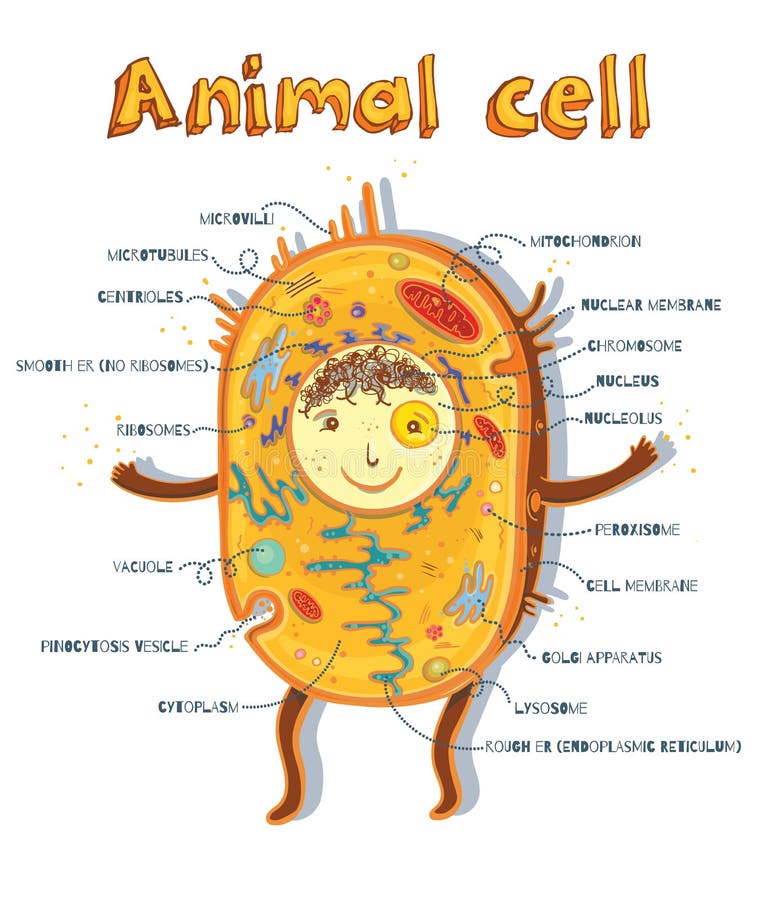 Animal cell anatomy stock vector. Illustration of nucleolus - 78588677