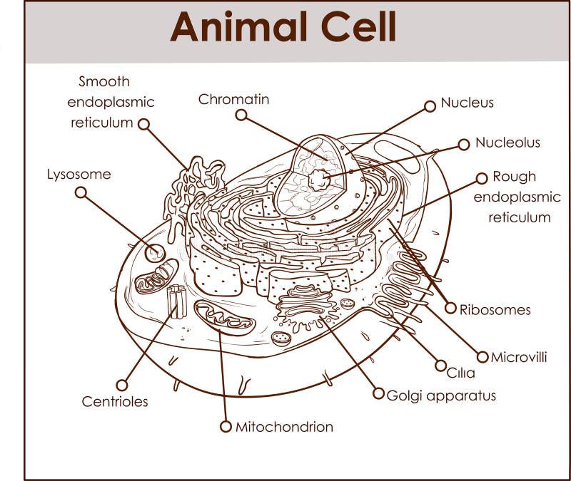 Centrosome Stock Illustrations – 164 Centrosome Stock Illustrations, Vectors & Clipart - Dreamstime Centrosome Stock Illustrations – 164 Centrosome Stock Illustrations, Vectors & Clipart - Dreamstime