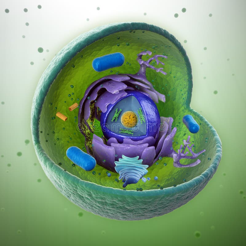 Animal cell cut-away stock illustration. Illustration of anatomy - 13626492 Animal cell cut-away stock illustration. Illustration of anatomy - 13626492