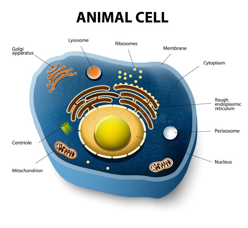 Animal cell cut-away stock vector. Illustration of biotechnology - 43884807