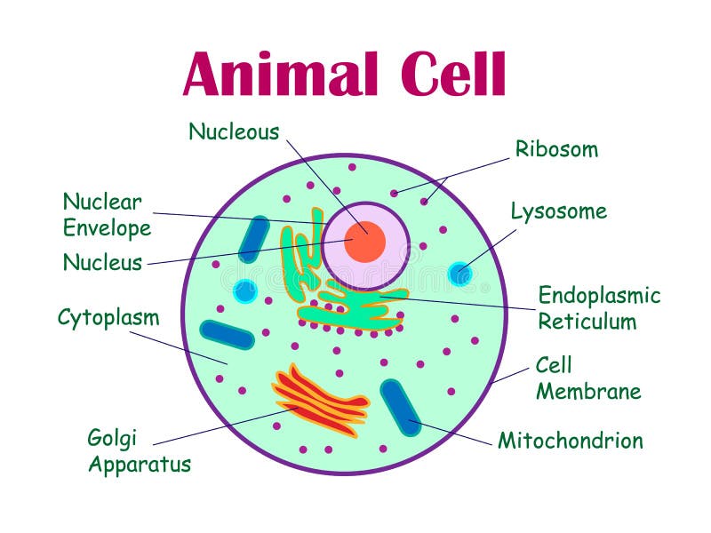 Animal Cell Wall Art Printable Animal Cell Pencil Drawing - Etsy