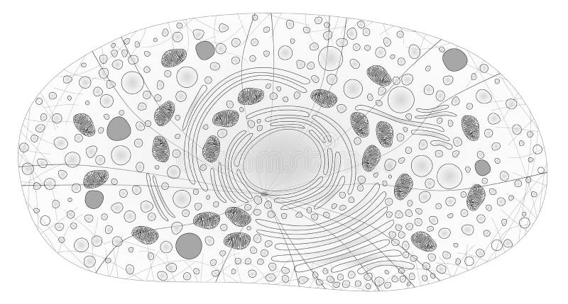 Animal cell stock illustration. Illustration of cytoskeleton - 78107339 Animal cell stock illustration. Illustration of cytoskeleton - 78107339