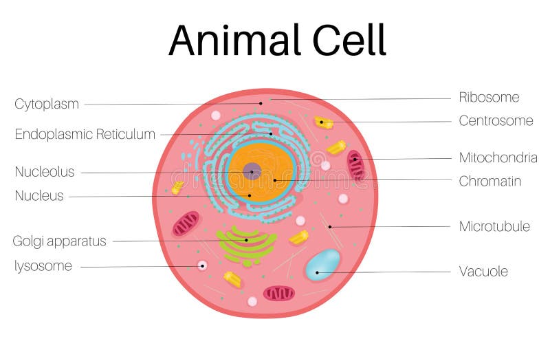 Animal Cell and Plant Cell Line Stock Illustration - Illustration of  graphic, diagram: 137755750
