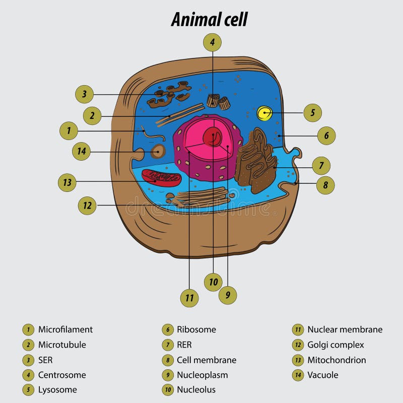 Printable Animal Cell Diagram | Life Science Resources | 3-5