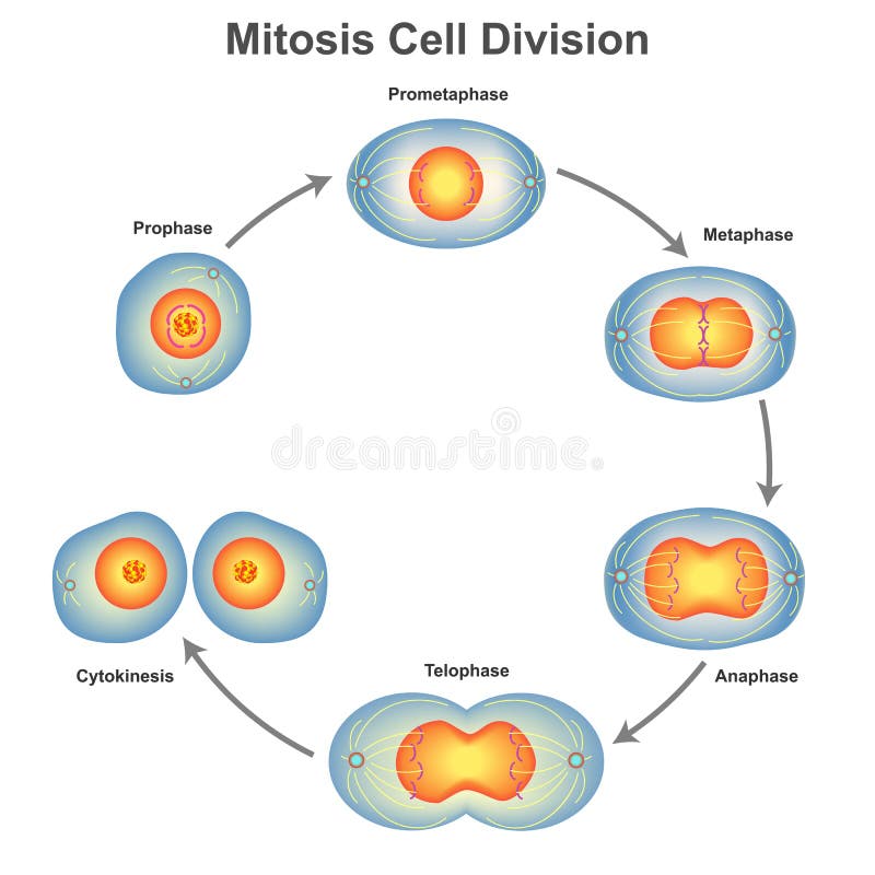 cytokinesis of mitosis diagram