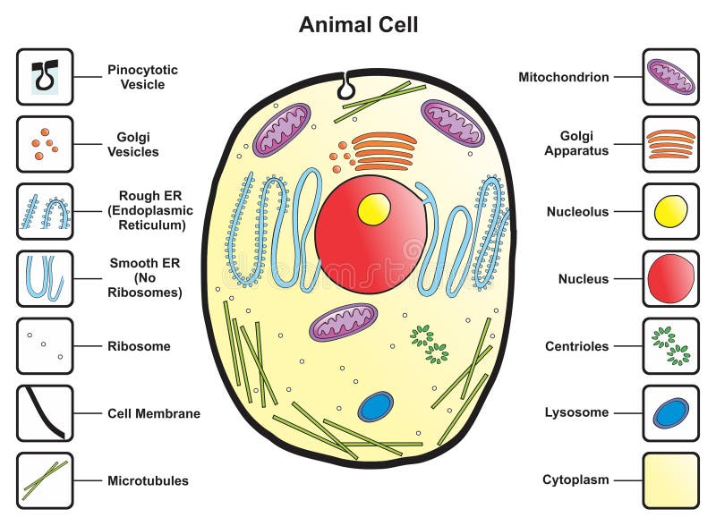 Animal Cell Components Stock Illustrations – 70 Animal Cell Components Stock Illustrations, Vectors & Clipart - Dreamstime Animal Cell Components Stock Illustrations – 70 Animal Cell Components Stock Illustrations, Vectors & Clipart - Dreamstime
