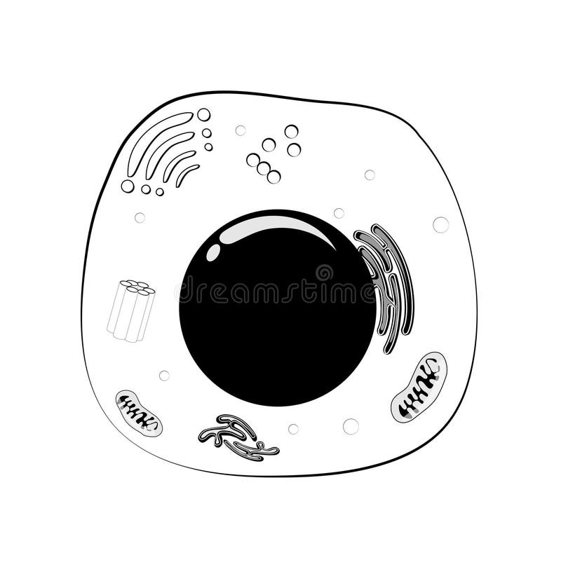 Animal Cell Structure Black And White Vector Stock Vector Illustration Of Anatomy Microorganisms 111269697