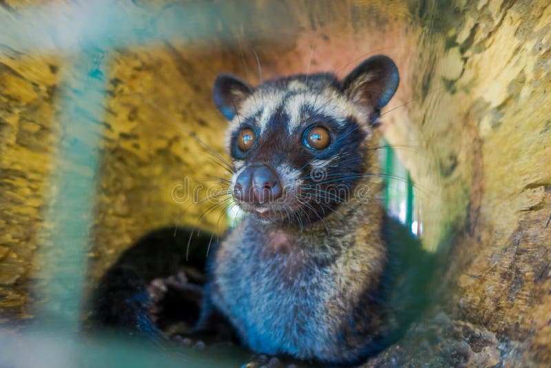 The Animal  Civet Is Used For The Production Of Expensive 