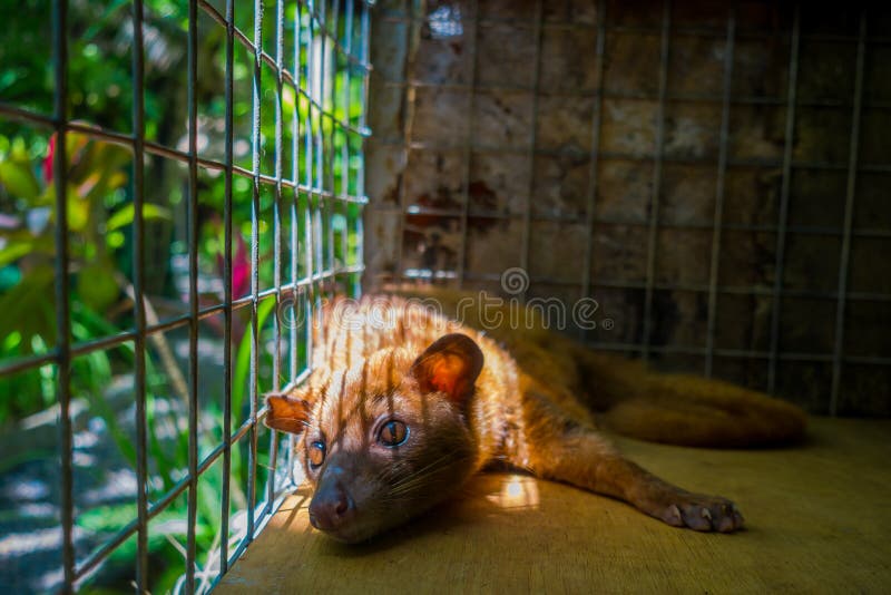 The Animal  Civet Is Used For The Production Of Expensive 