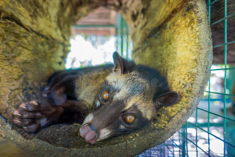 The Animal  Civet Is Used For The Production Of Expensive 