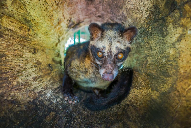 The Animal  Civet Is Used For The Production Of Expensive 