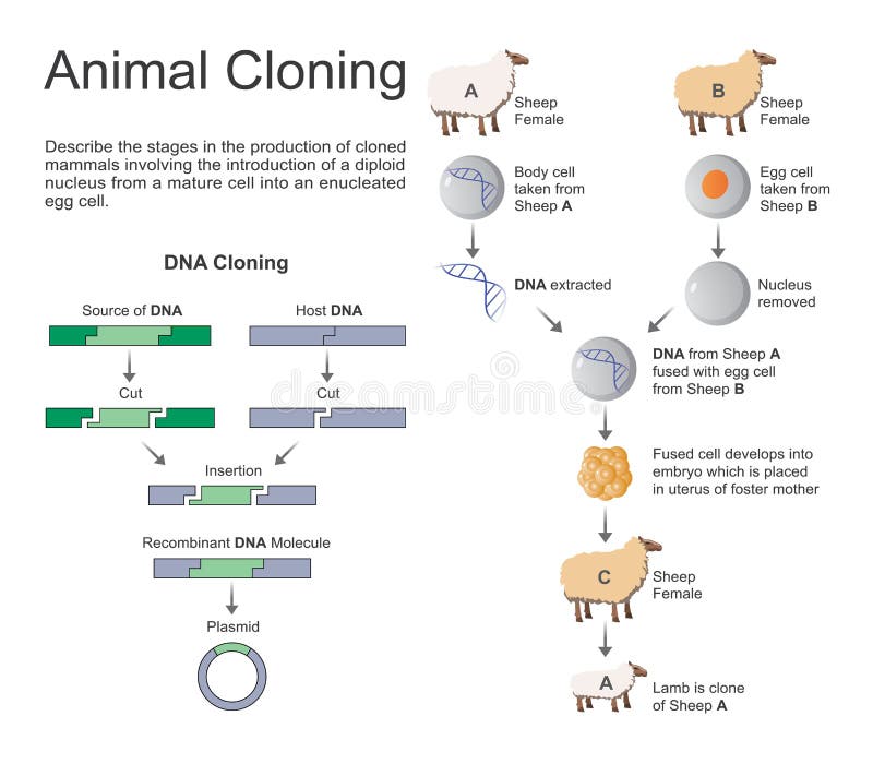Animal cloning. stock illustration. Illustration of genetic - 83394297
