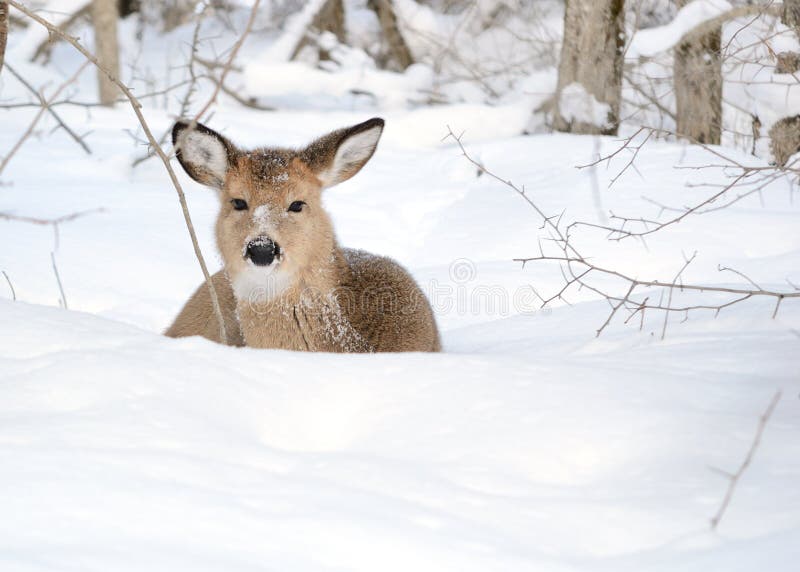 Corça & Animal Com Um Ano De Idade No Inverno Foto de Stock - Imagem de  coroa, anjo: 90748
